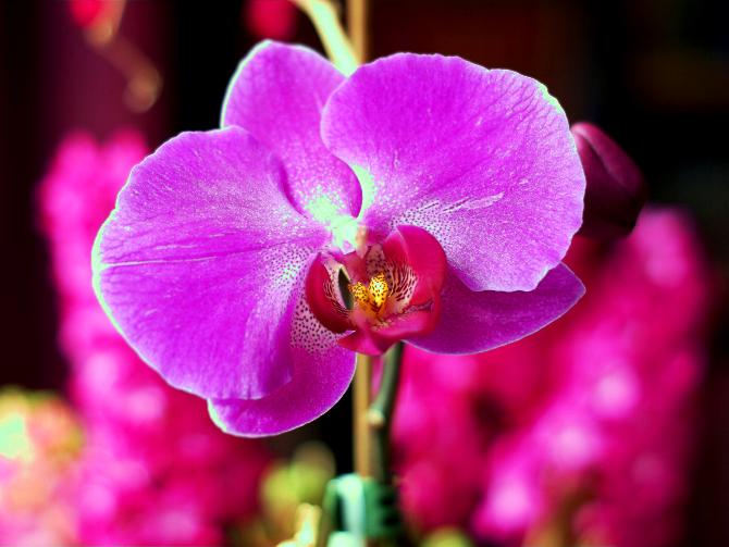 Radiant Orchid il Colore del Matrimonio mai fuori moda